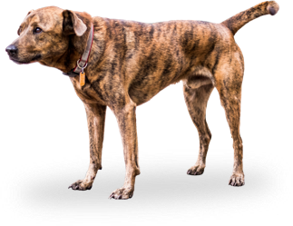 Dog pet -lostboost