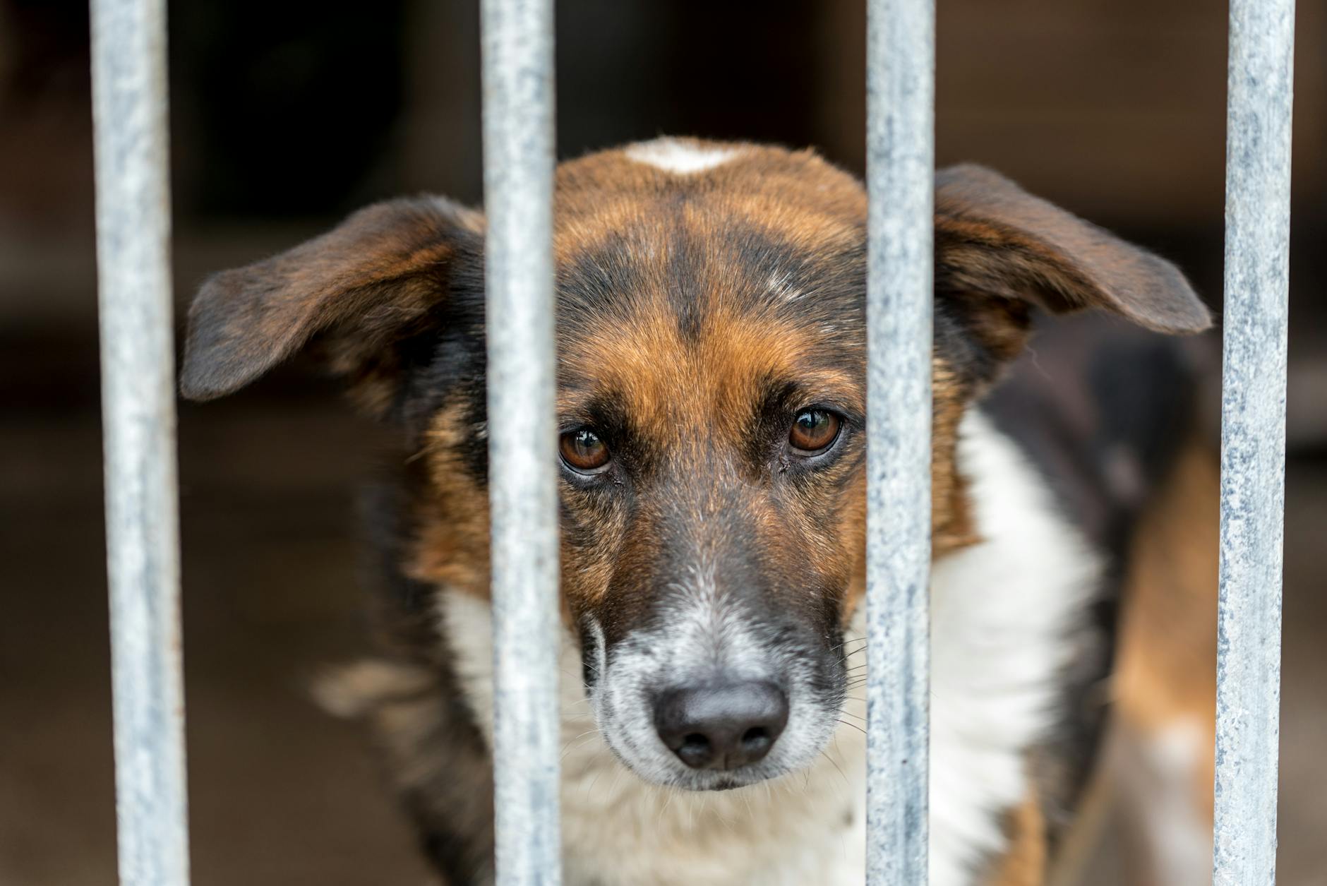 Working Effectively with Animal Shelters to Find Your Lost Pet