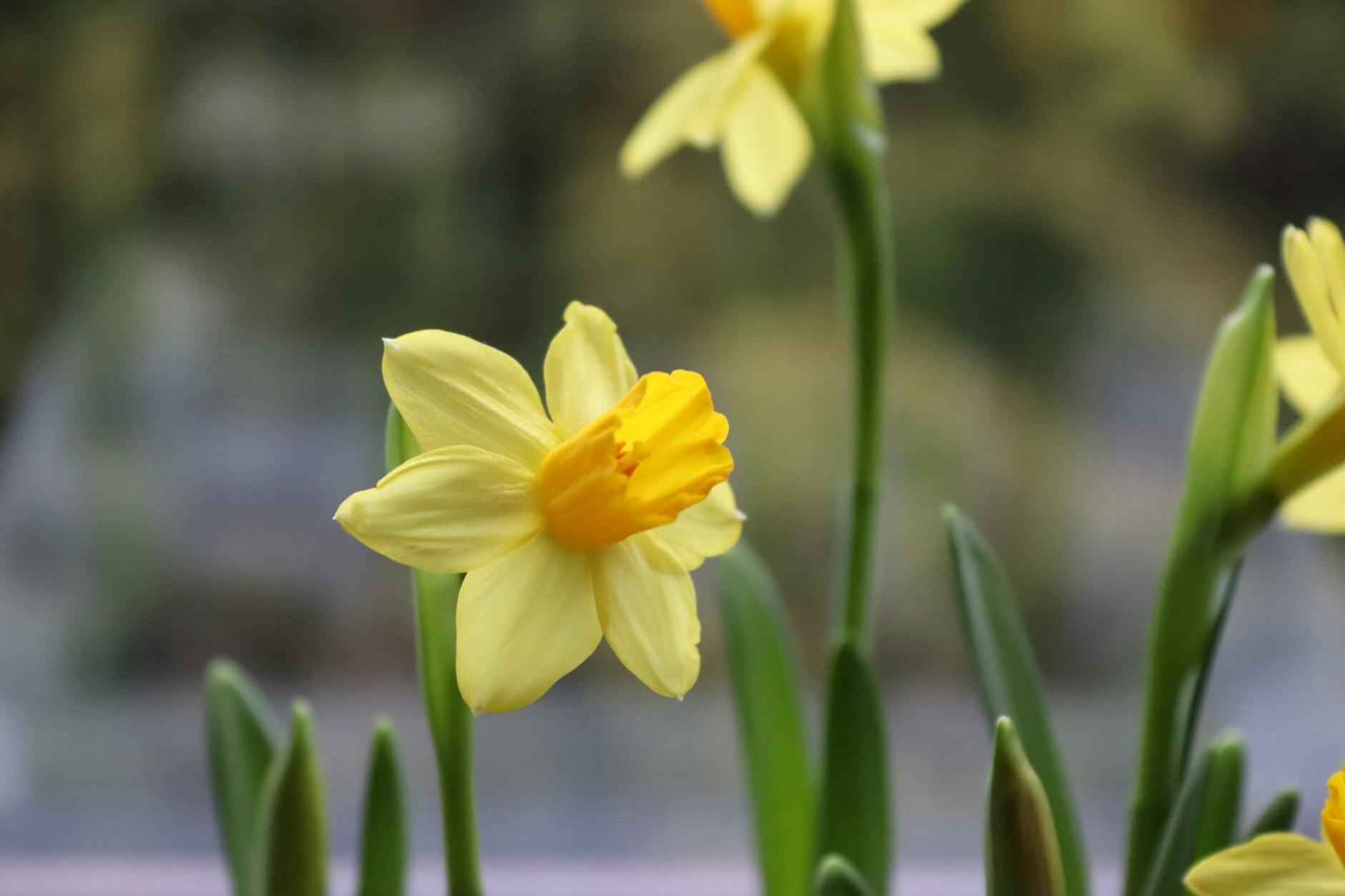 Spring Pet Safety: Blooming Dangers