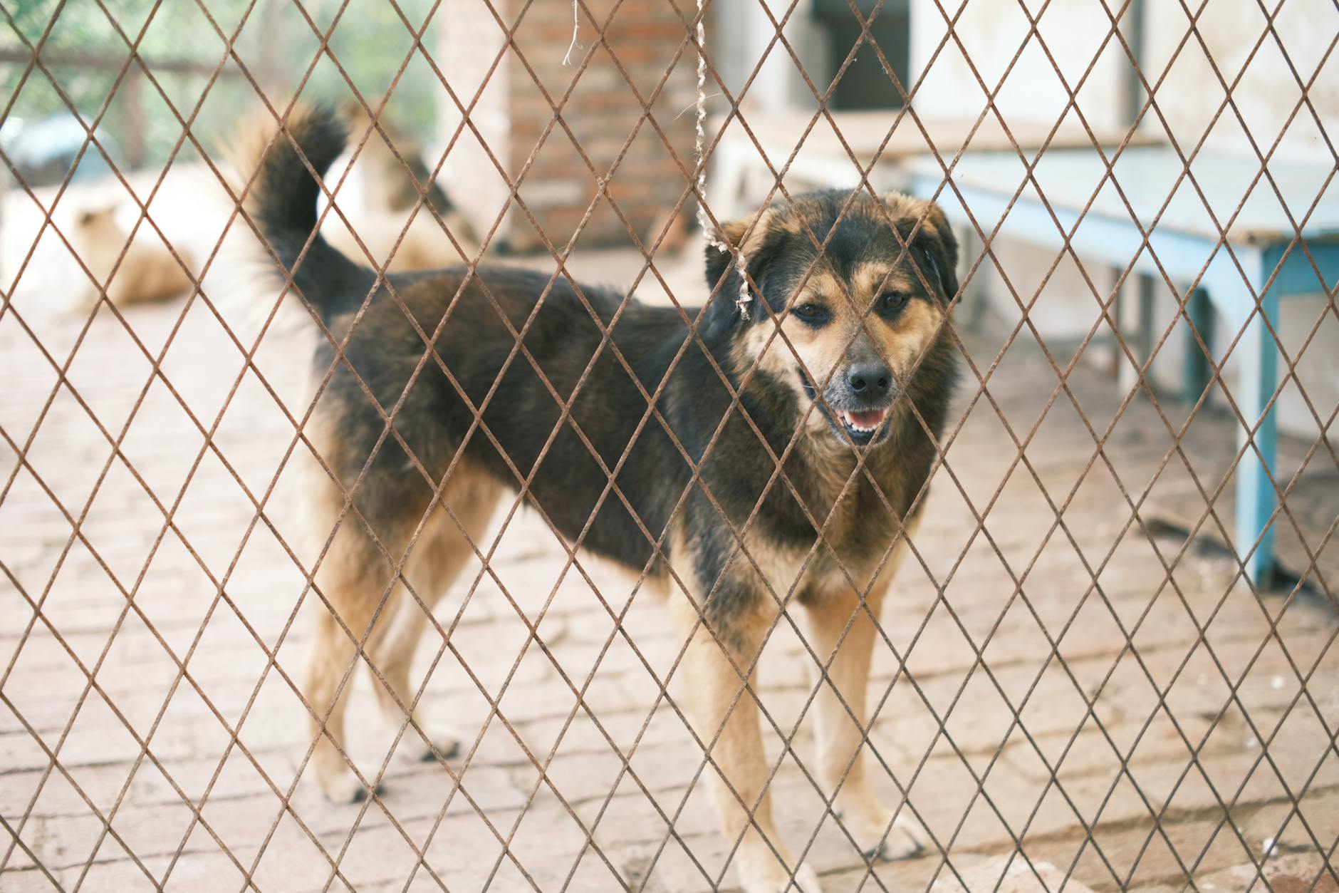 Fortress Fido: Securing Your Property to Prevent Escapes