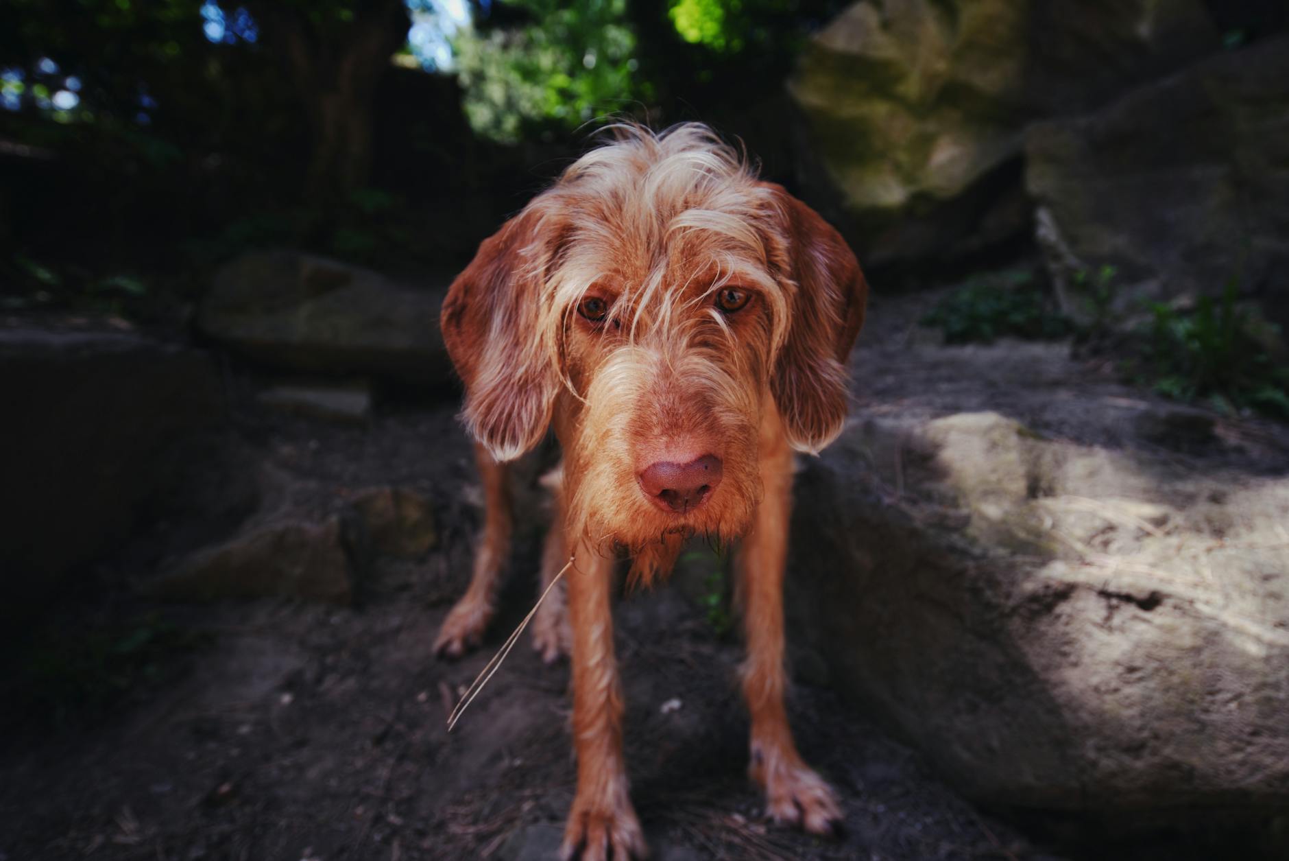 The Power of Scent: Creating a Trail Back Home