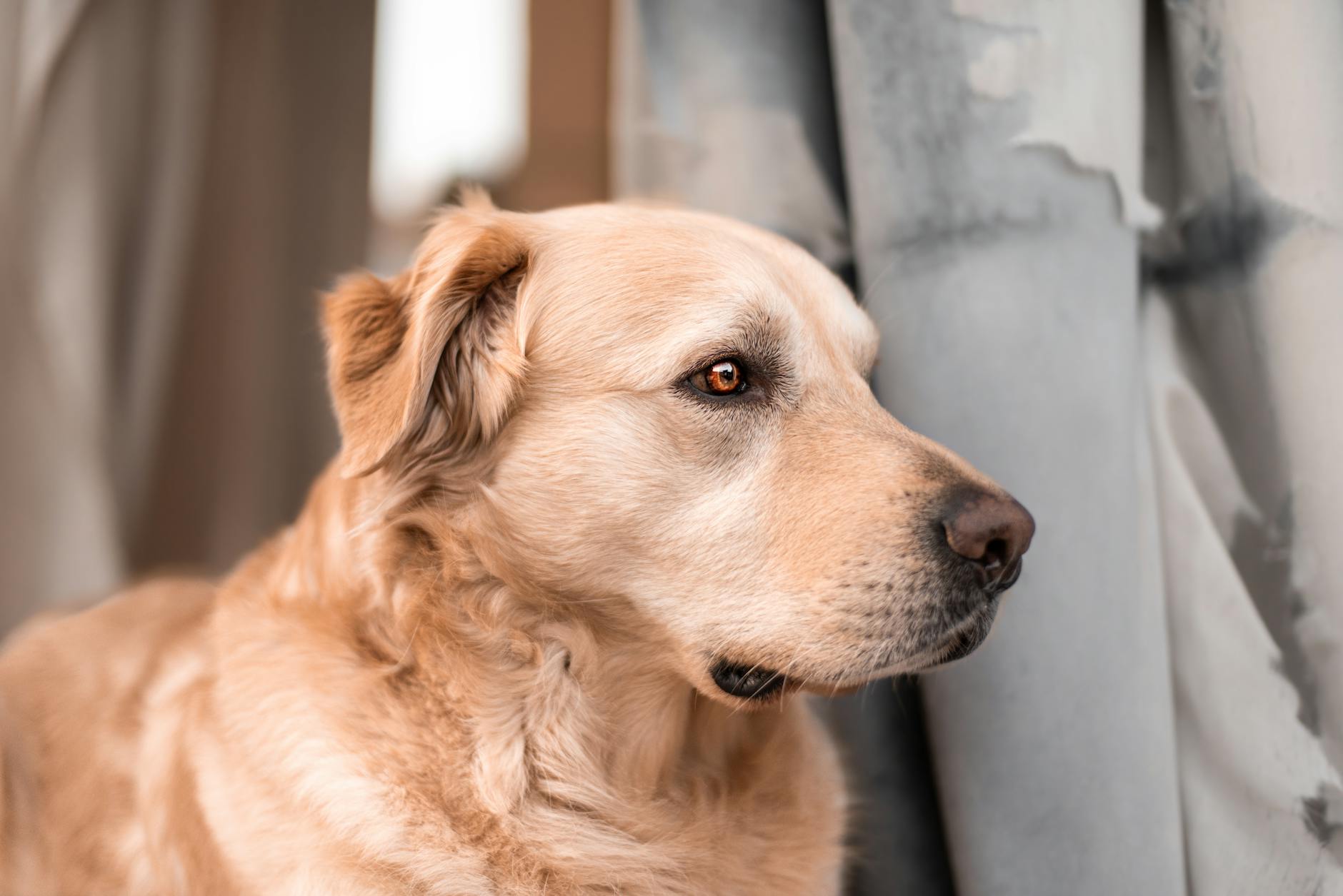 Anxiety's Leash: Addressing Separation Anxiety and Fear-Based Escapes