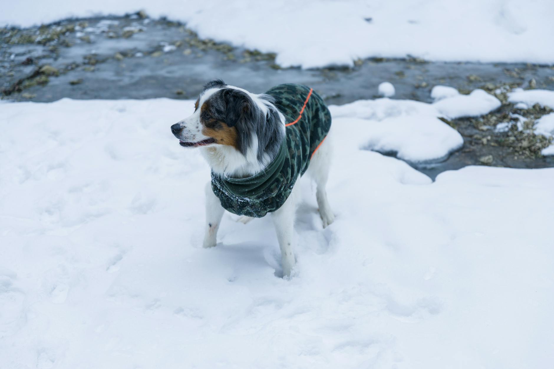 Winter Pet Safety: Cold Weather Concerns