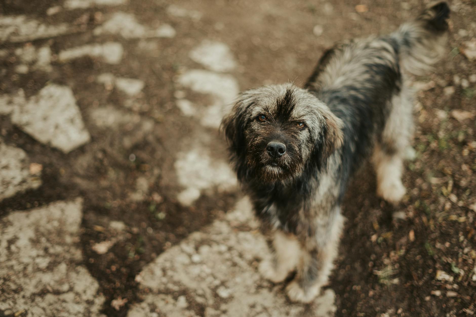 Legal Obligations When You Find a Pet
