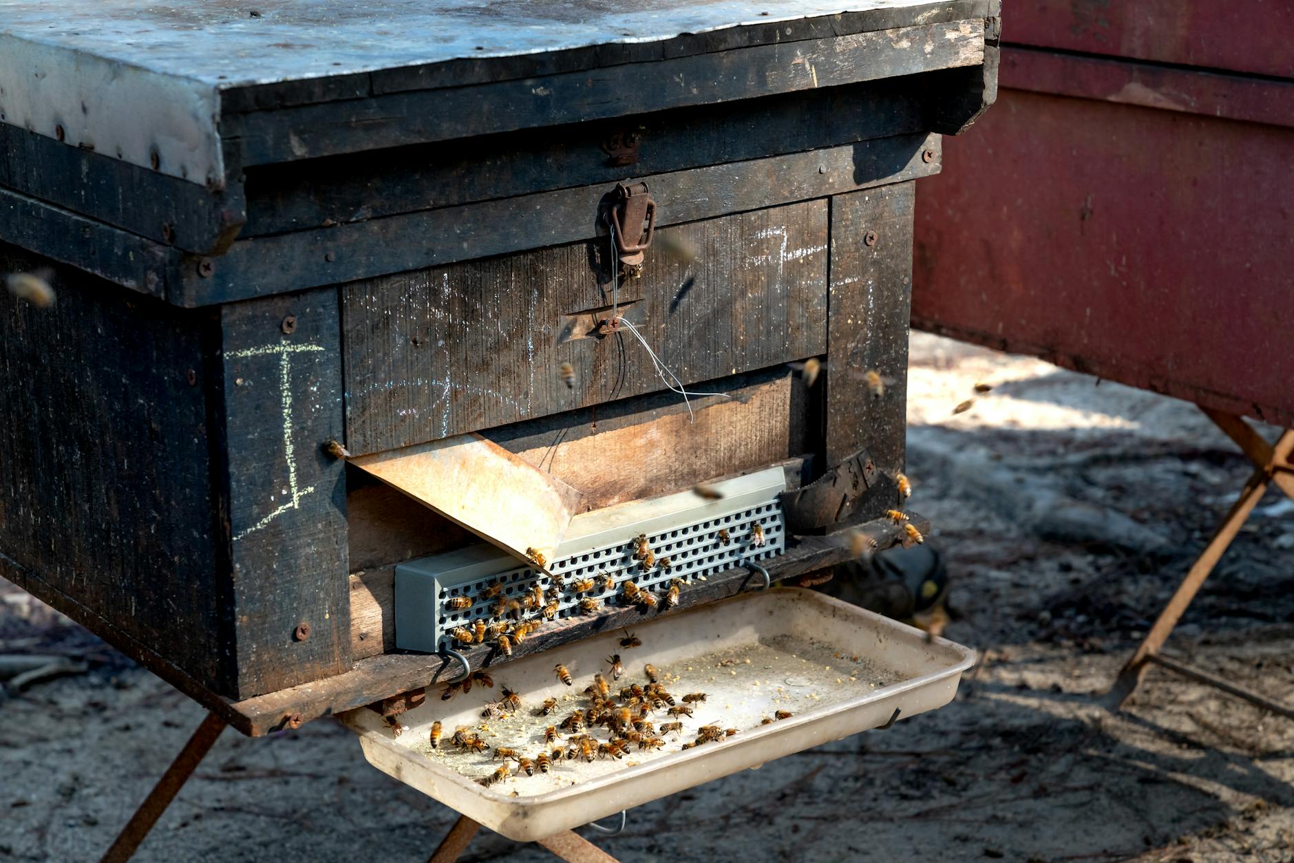 Humane Trapping: A Method of Last Resort