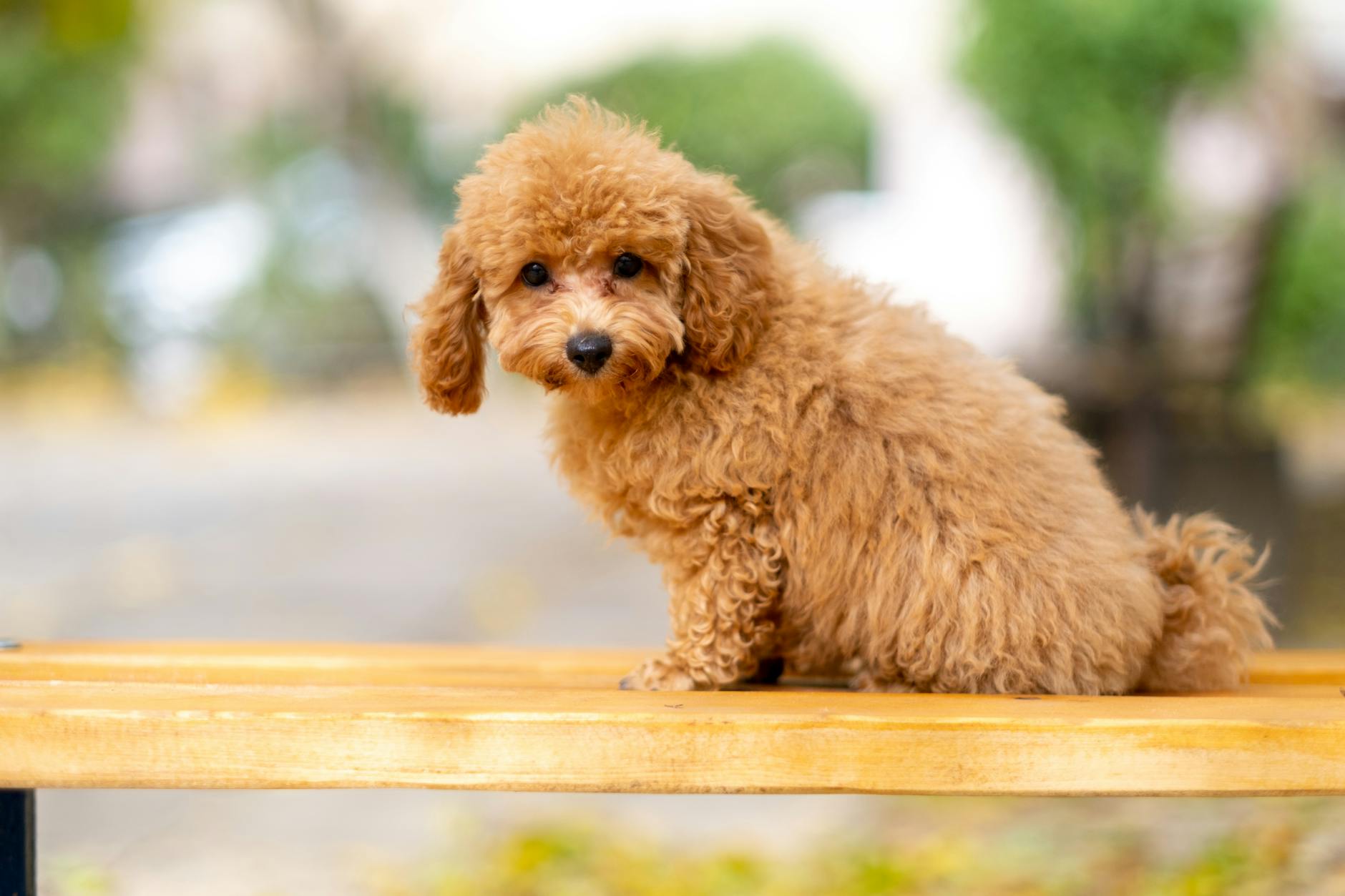 What Makes a Good 'Lost Pet' Photo?