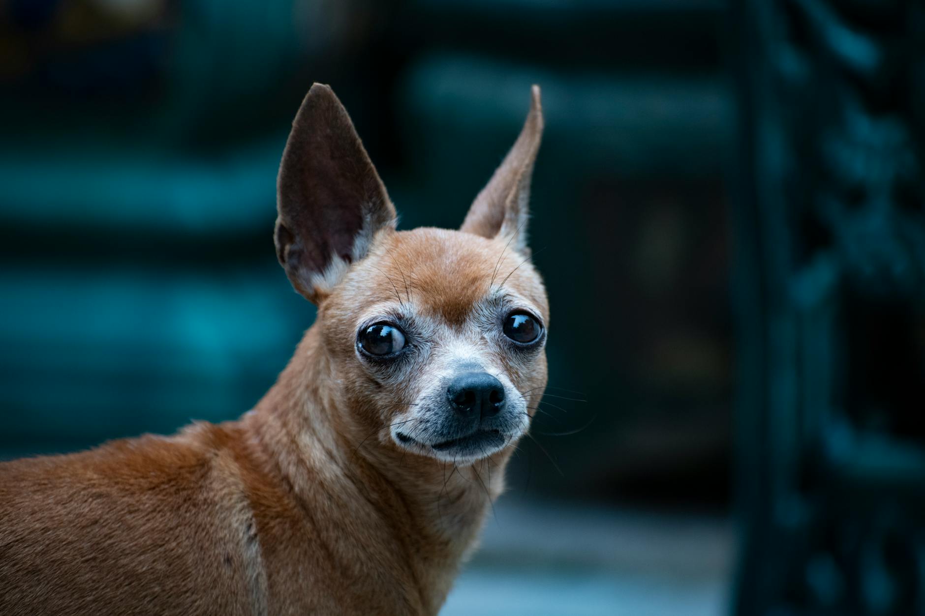 Community Alerts and Shelter Databases: A Powerful Combination