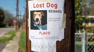 Found a Wandering Pet? How to Tell if It’s Truly Lost