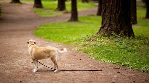 Navigating Peak Pet Loss Seasons: Keeping Your Furry Friend Safe