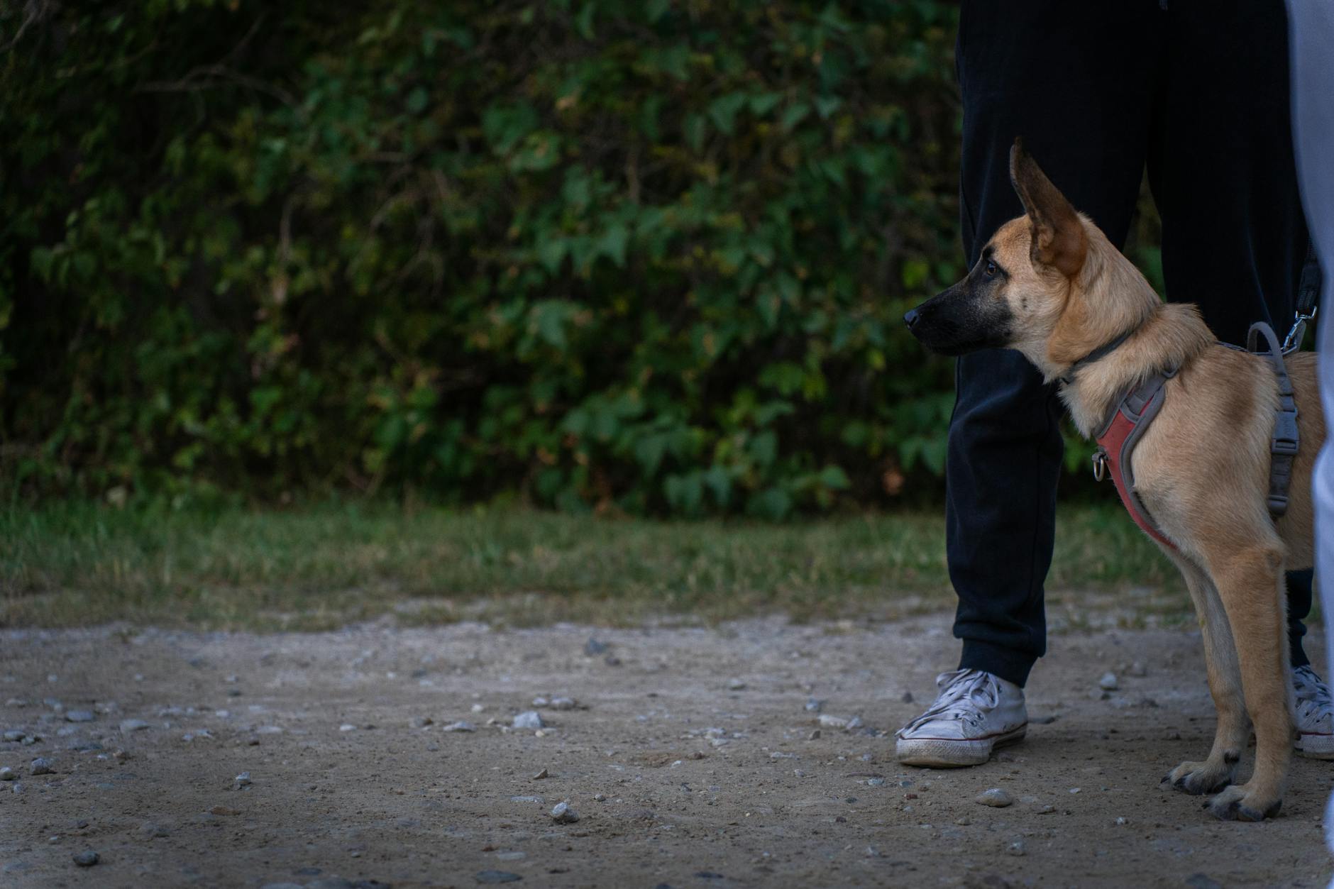 The Different World of a Lost Dog