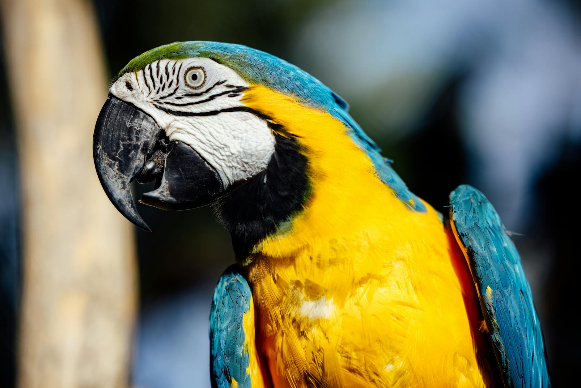 Birds: Taking Flight and Staying Found