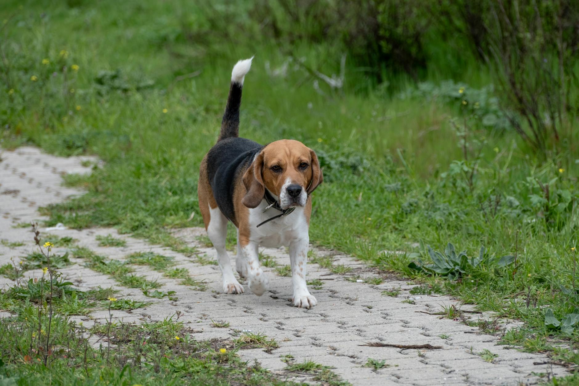 Pre-Registration on Lost Pet Platforms