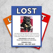 Lost in the City: A Guide for Apartment & Urban Pet Owners