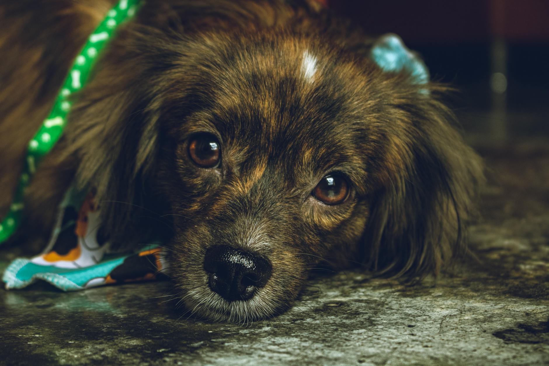 Efficiently Filing Multiple Lost Pet Reports
