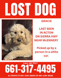 Double Trouble: What to Do When Multiple Pets Go Missing