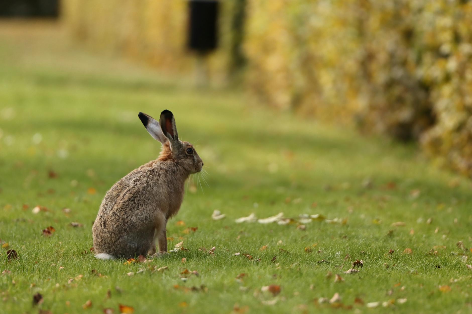 Rabbits and Small Mammals: Grounded Search Strategies