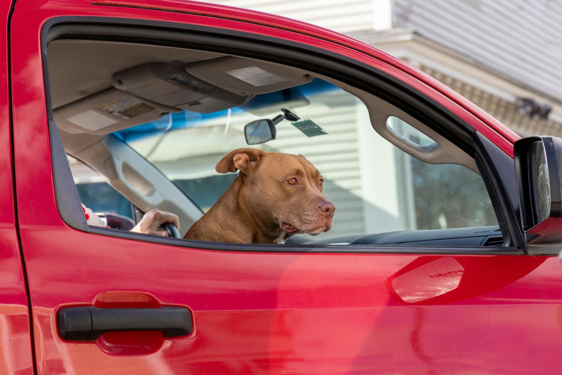 The Crucial Step: Registering Your Pet's Microchip