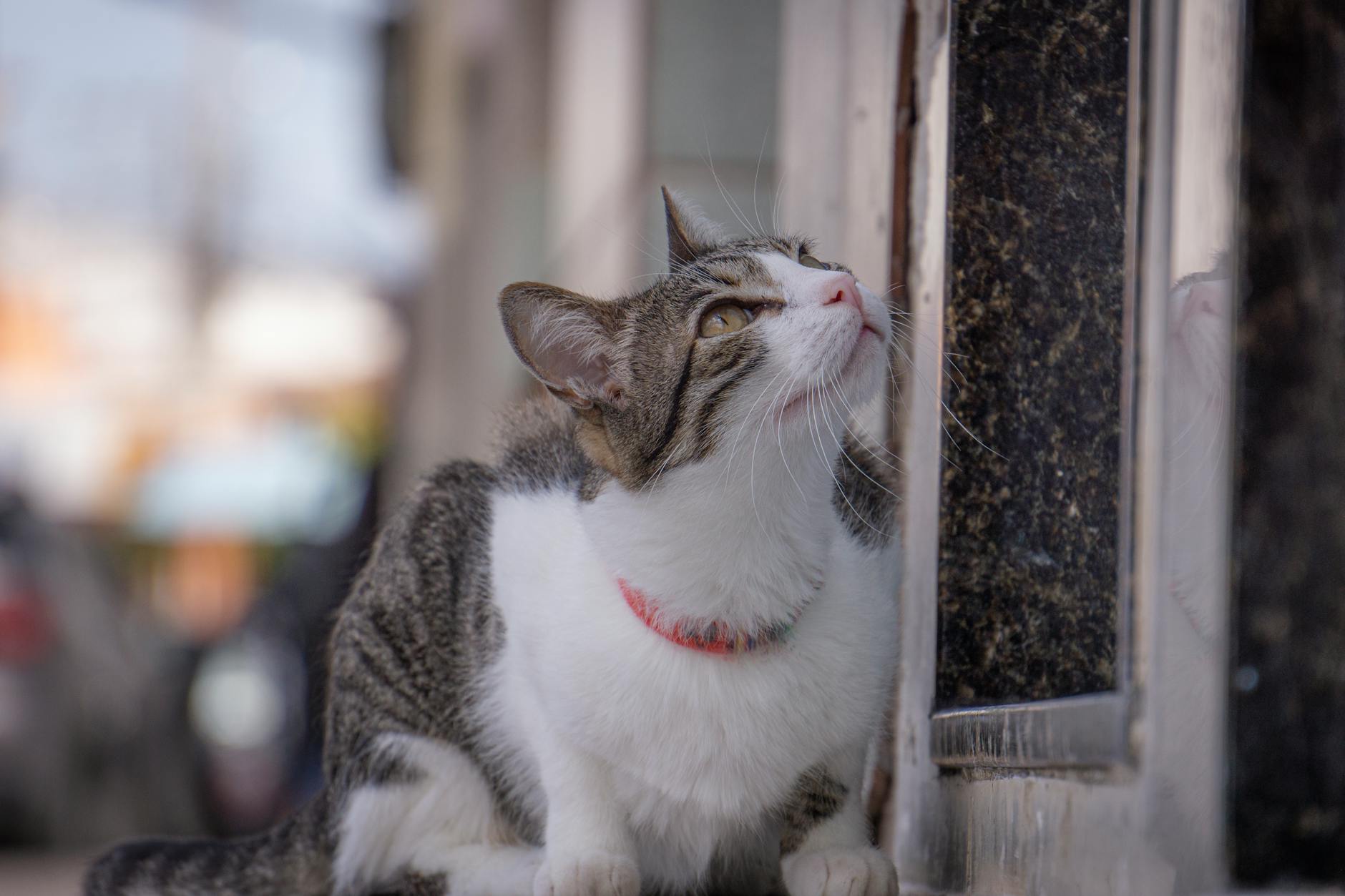 The Importance of Accurate Reporting on Found Pet Platforms
