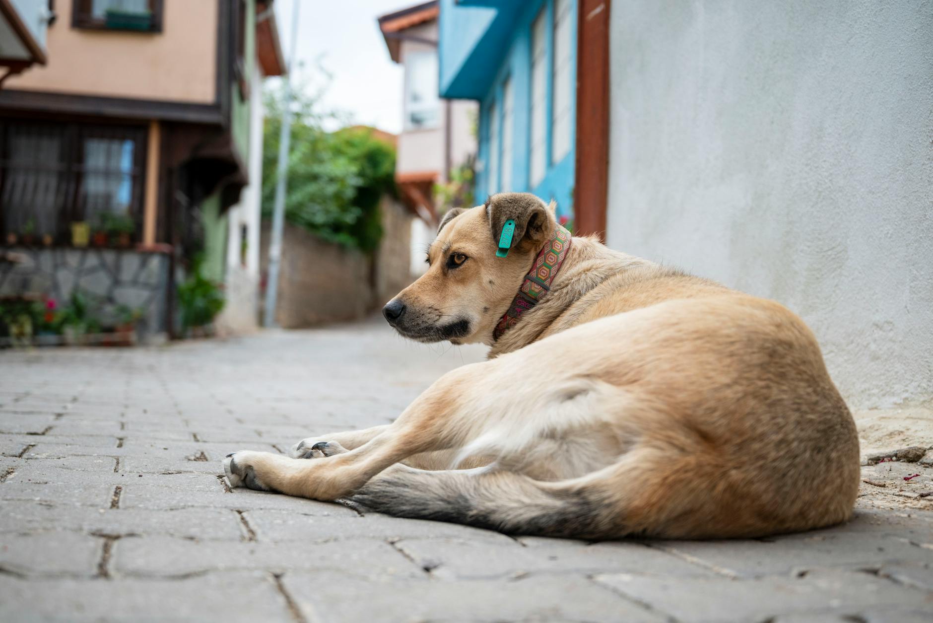 Reporting the Found Pet