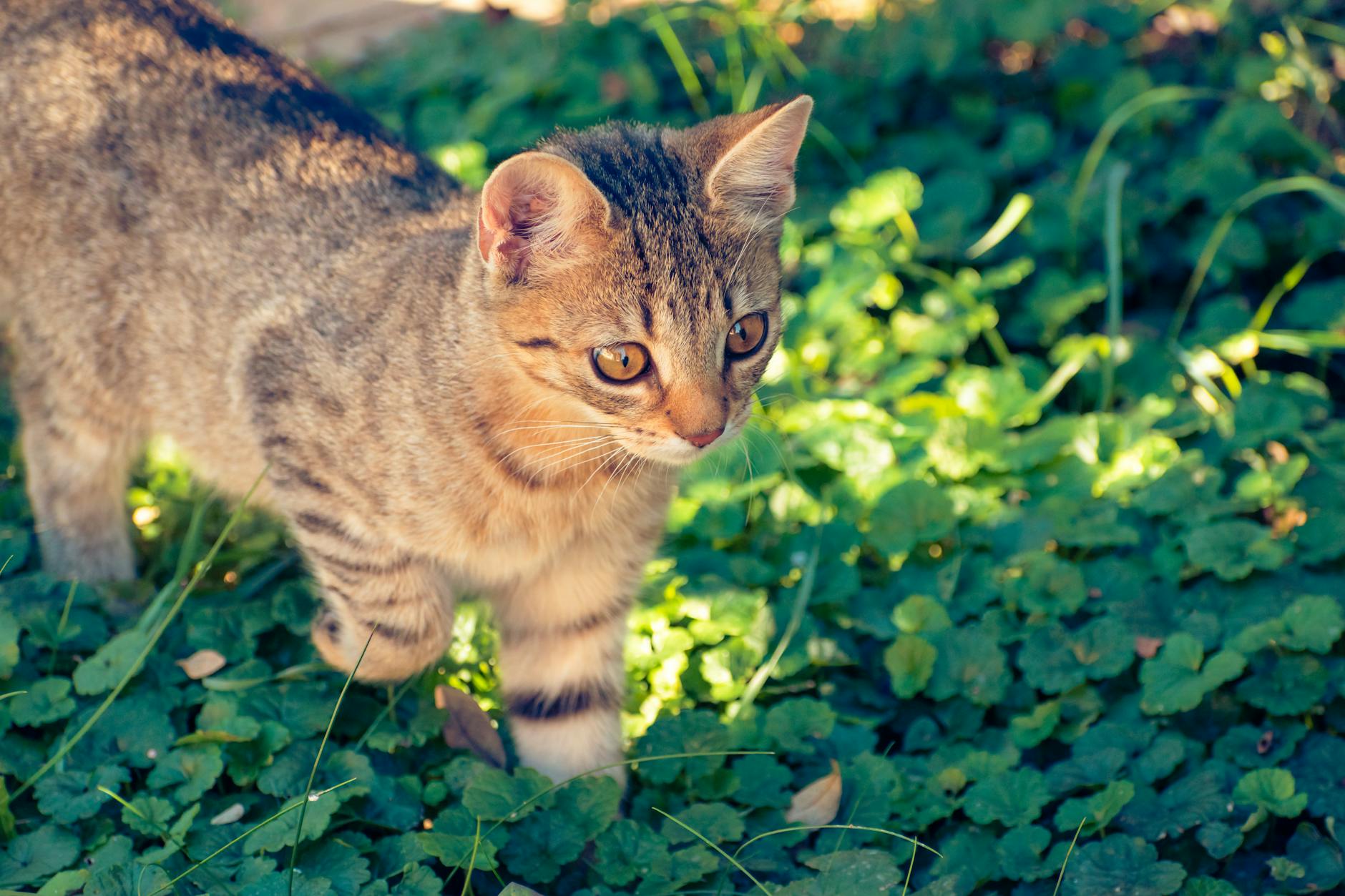Effective Search Strategies for Lost Cats