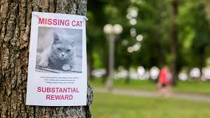 Lost Cat Hiding Nearby? Expert Tips to Bring Your Feline Home