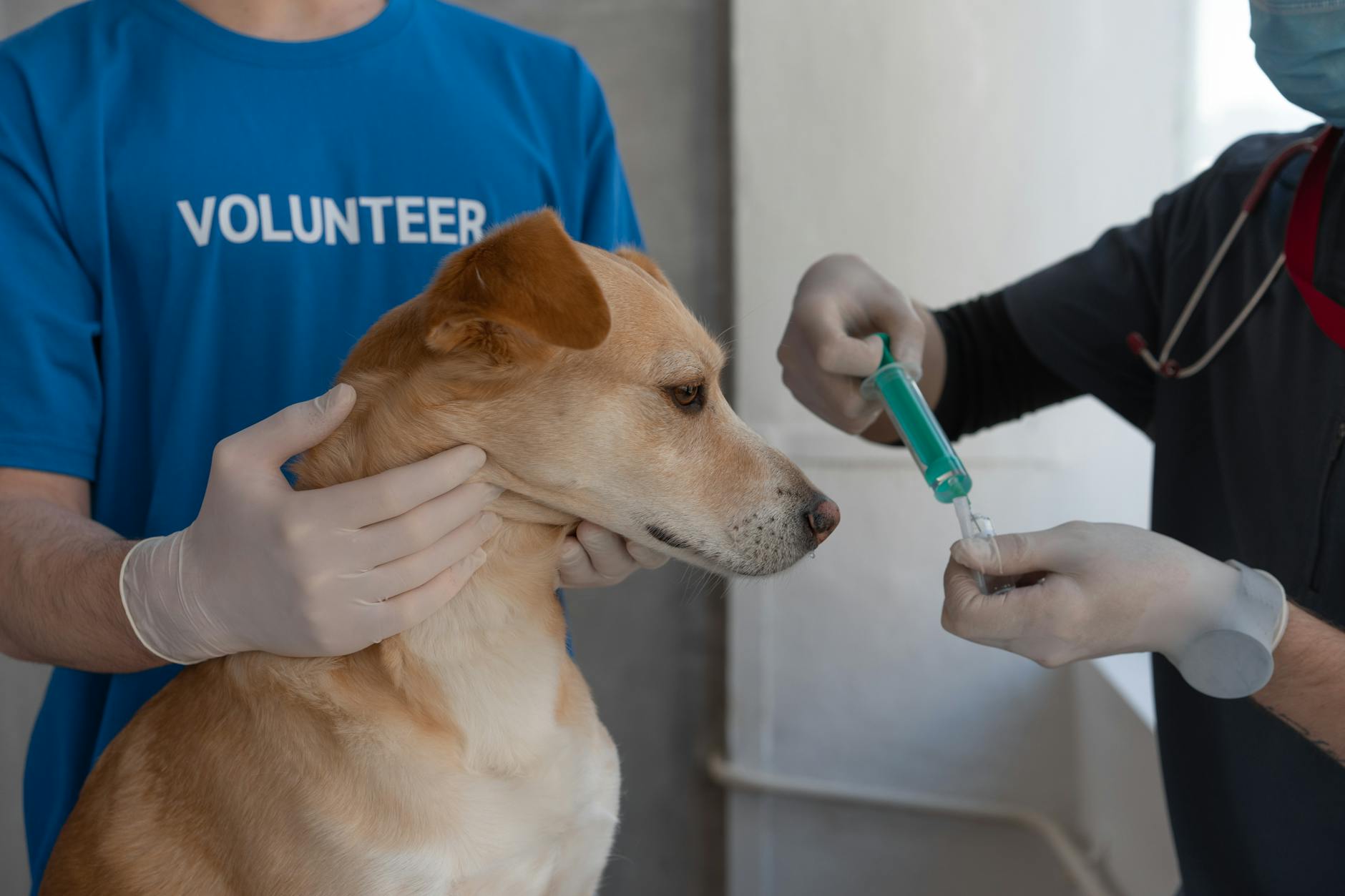 Veterinary Check-Up: Essential Tests and Vaccinations