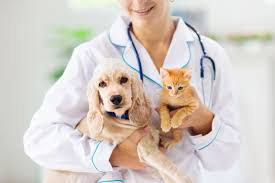 Reunited and Recovering: What to Do After Your Lost Pet Returns