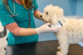 Microchipping Your Pet: Why It’s Not a Standalone Solution