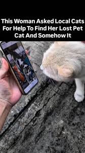 Picture Perfect: Using Photos and Videos to Find Your Lost Pet